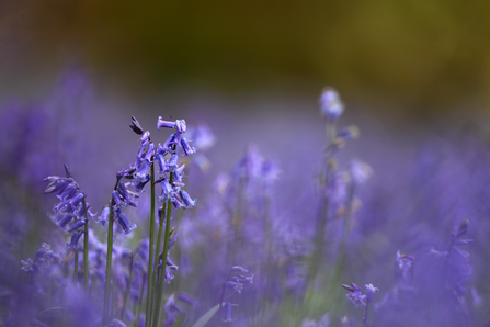 Bluebells (c) Luke Massey/2020VISION