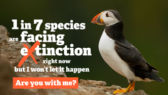 Puffin extinction