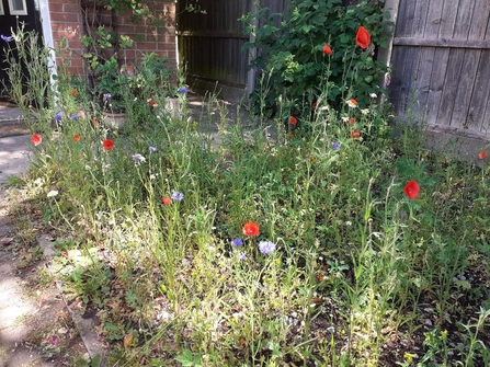 Wildflower meadow by Felicity Paris