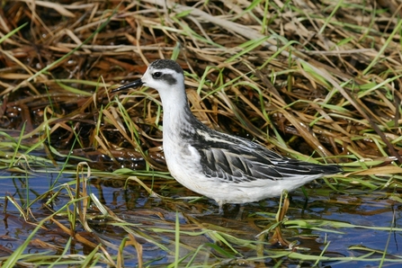 A red-necked phalarope standing amongst wet vegetation at a lake edge
