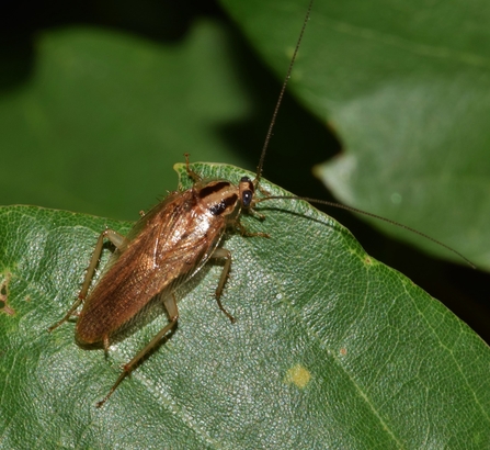 A german cockroach standing on a leaf