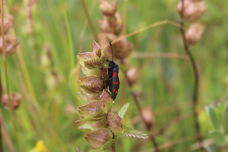 Burnett moth on yellow rattle by Alan Wright