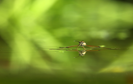 Pond skater