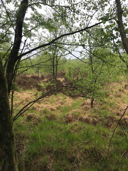 View of Rindle Moss with trees and scrub vegetation dominating