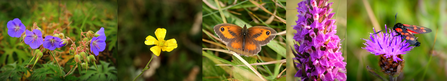 Fylde Sand Dunes Wildlife Mix