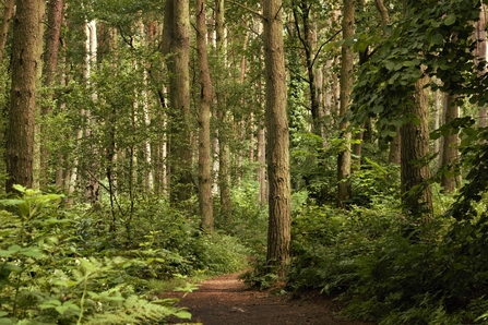 Towering pine trees, dappled with sunshine, stretching away from camera in the pine woodland of Mere Sands Wood