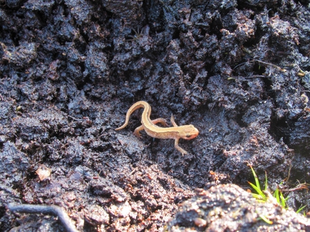 Pale orange juvenile palmate newt against a background of black peat