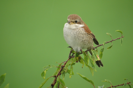 red-backed shrike on branch