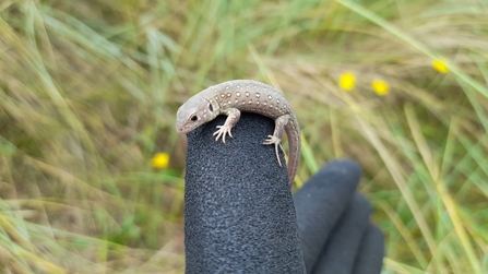 Sand lizard on Fylde Sand Dunes ©Amy Pennington