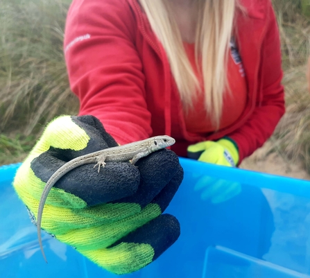 Releasing Sand lizards on the Fylde Sand Dunes