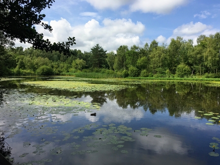 Mere Sands Wood 