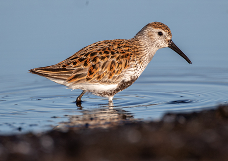 Brown speckled dunlin wading bird