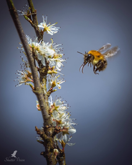 Bee feeding on blossom 