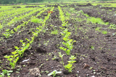 New green growth of celery crops in dark, wet peat soils