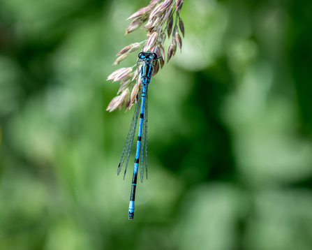 Common blue damselfly 