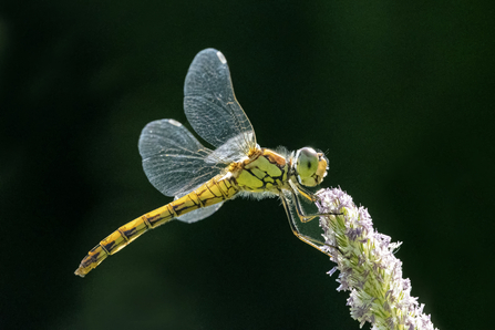 Common darter