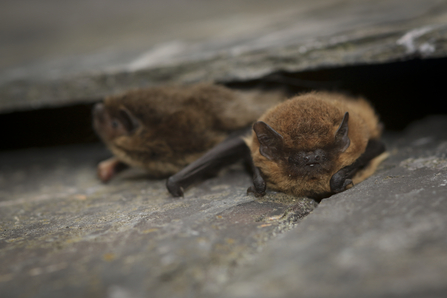 Common pipistrelle bat