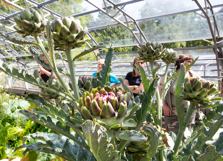 A globe artichoke plant