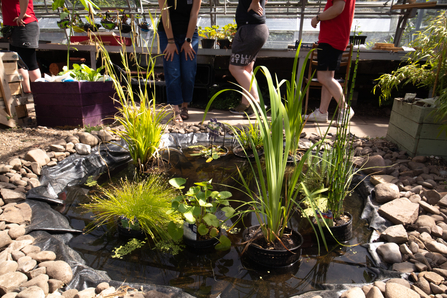 A pond inside the greenhouse