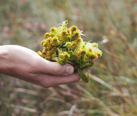 What Is Sphagnum Moss And What Is It Used For? - Five Little Doves