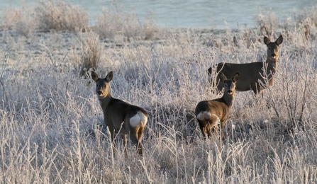 Roe deer looking over their shoulders at Brockholes