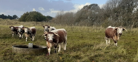 Longhorn cattle by Mike Cunningham