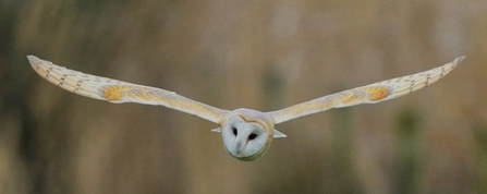 Barn Owl