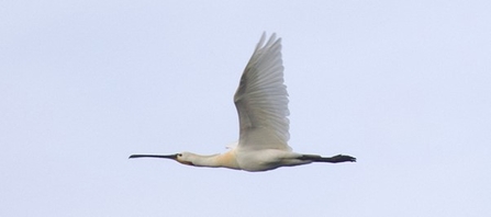 Spoonbill