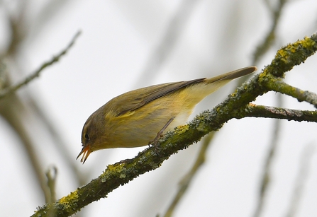 Chiffchaff Eating 