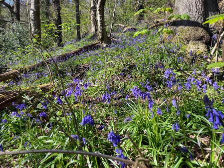 Bluebells