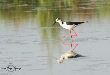 Black-winged Stilt