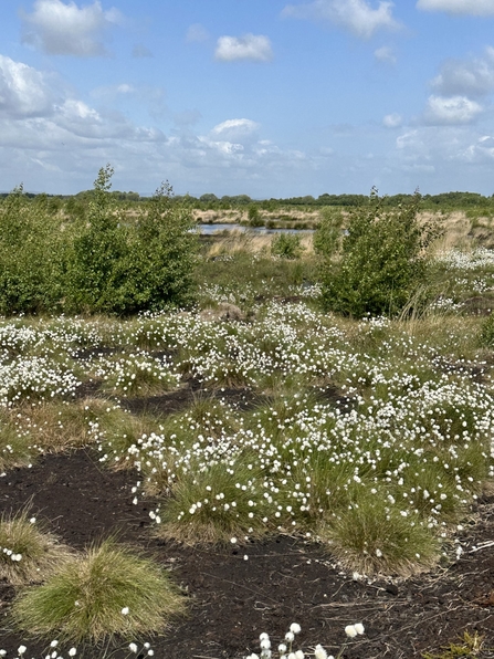 Cotton Grass