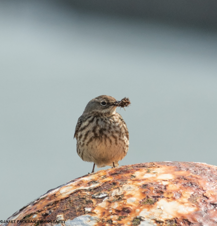 Rock Pipit