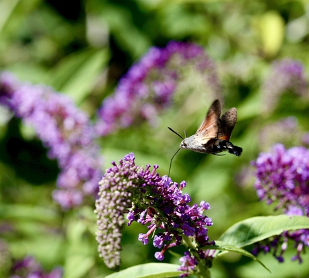 Hummingbird hawk moth 