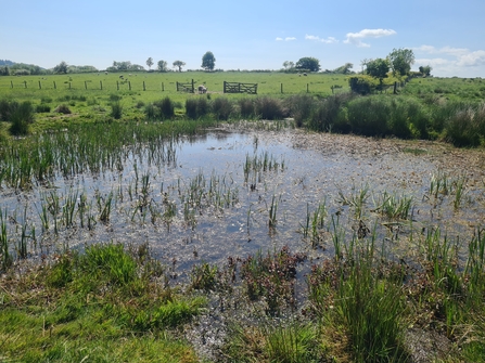 Pond with sheep in the background