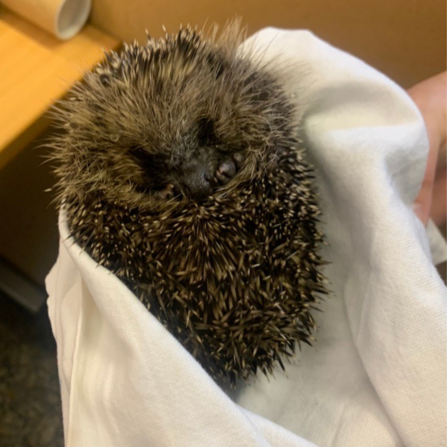 A rescued hedgehog being handled carefully