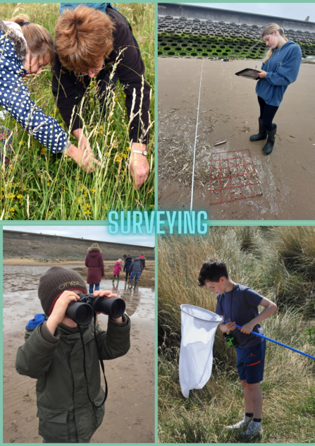 Beach School - Surveying