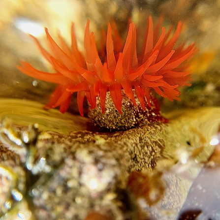 Beadlet Anemone (C) Amy Pennington