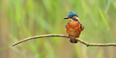 A kingfisher sits on a branch