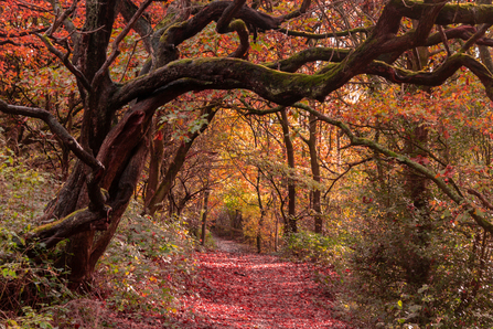 Autumn - Bamber Bridge