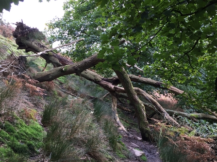 The drama of a fallen tree by Alan Wright