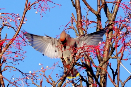 Waxy wingspan Photo by Greg Smith