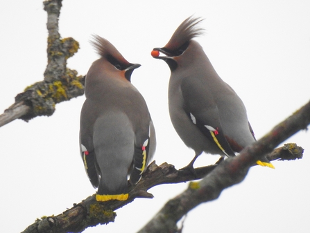 Birds of a feather dine together ​​​​​​​Photo by Jen Coates 