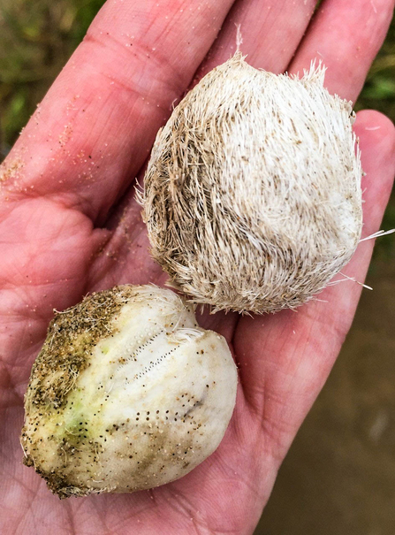 Hand holding two sea potatoes, one heart shaped, one covered in hairs