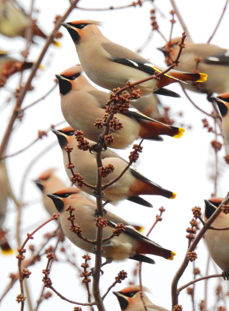 Proud plumage. Waxwings in Skipton Photo by Jen Coates