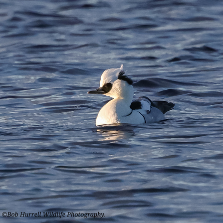 Smew Photo by Bob Hurrell