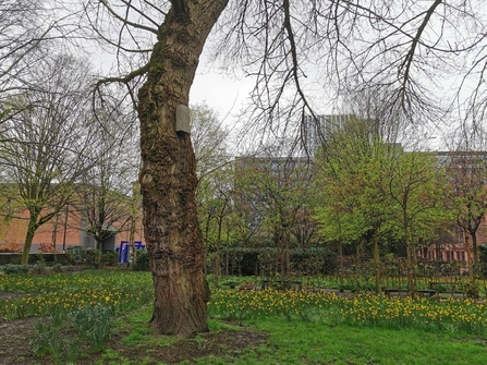 Bat nest box installed on a tree in a park