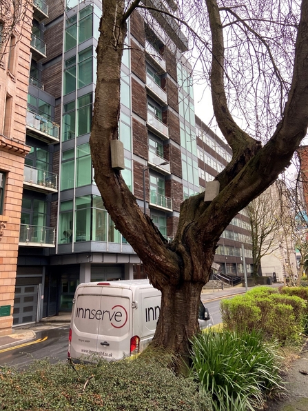 Nestboxes in a tree in front of an apartment block