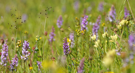 A collection of wildflowers blooming in a meadow, including the purple towers of common spoted orchids