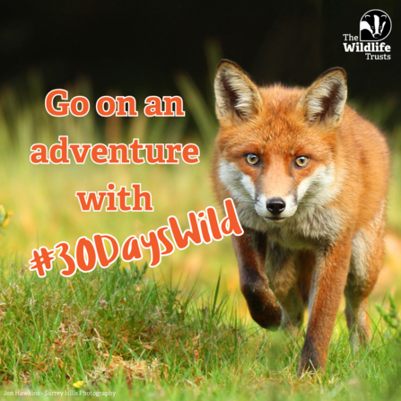 A fox, overlayed with text 'Go on an adventure with #30DaysWild'